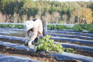 Có nên đi đơn hàng nông nghiệp Nhật Bản?