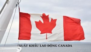 Xuất Khẩu Lao Động Canada 2024 từ A – Z: Tham Khảo Ngay!