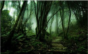Trải nghiệm không gian xanh tại rừng Taipingshan, rừng quốc gia xứ Đài